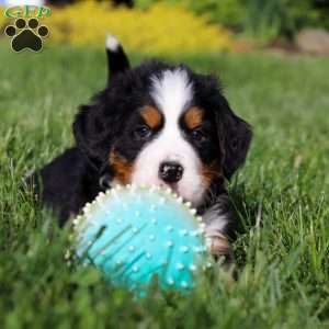 Zeke, Bernese Mountain Dog Puppy